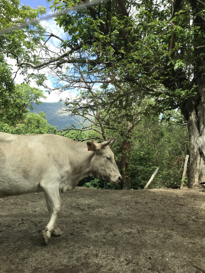 Nutztiere of Korsika