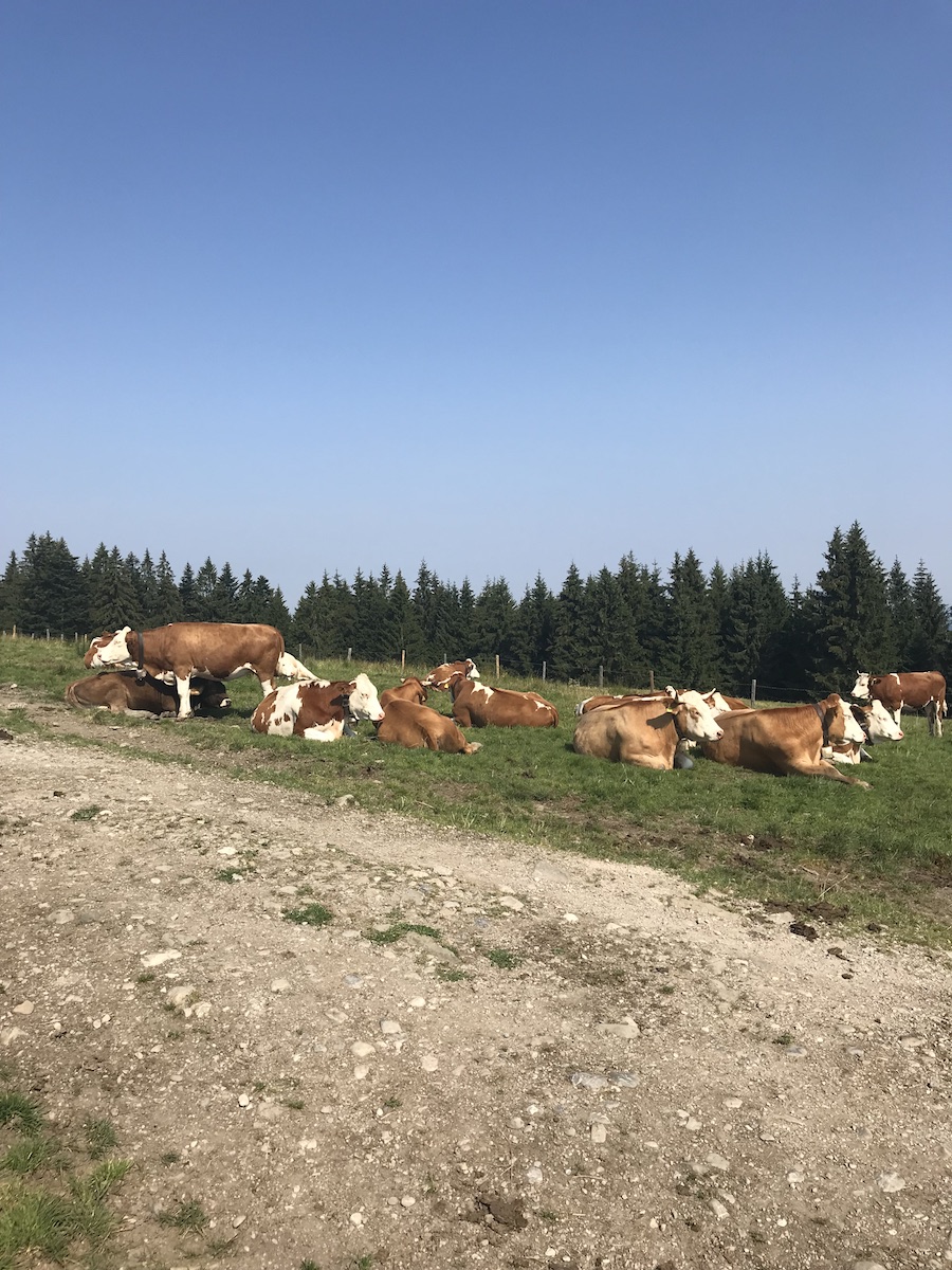 Den Kühen auf der Gindelalm hat noch niemand was vom Wolf erzählt.