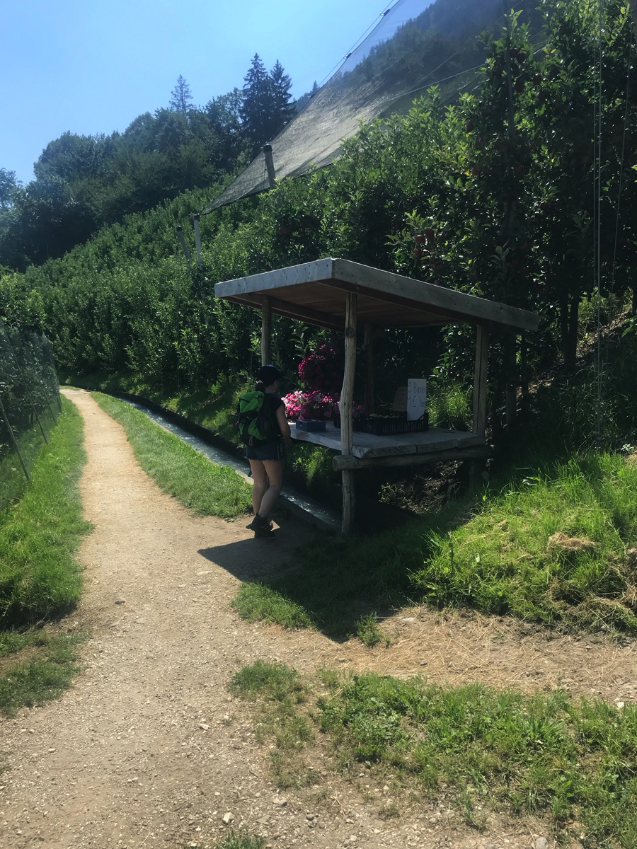 Wer Äpfel einfach so vom Baum pflückt begeht nach §234 Südtiroler Obstabsatzgesetz nur Mundraub, wer Äpfel von diesem Selbstbedienungsstand ohne zu Bezahlen entfernt allerdings ganz eindeutig Diebstahl und wird mit Sonnenbrand nicht unter zwei Armlängen bestraft. Wir bezahlen selbstverständlich!