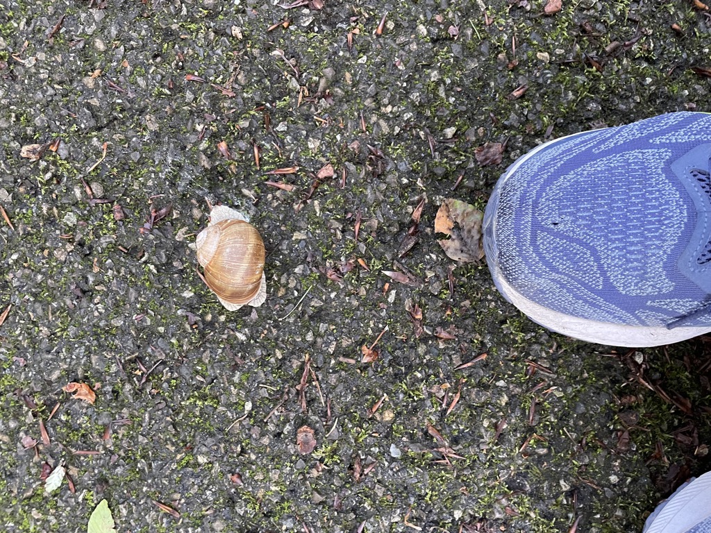 Mein neuer Laufbuddy