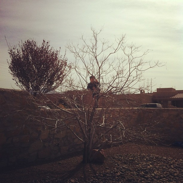 Kind im Baum
