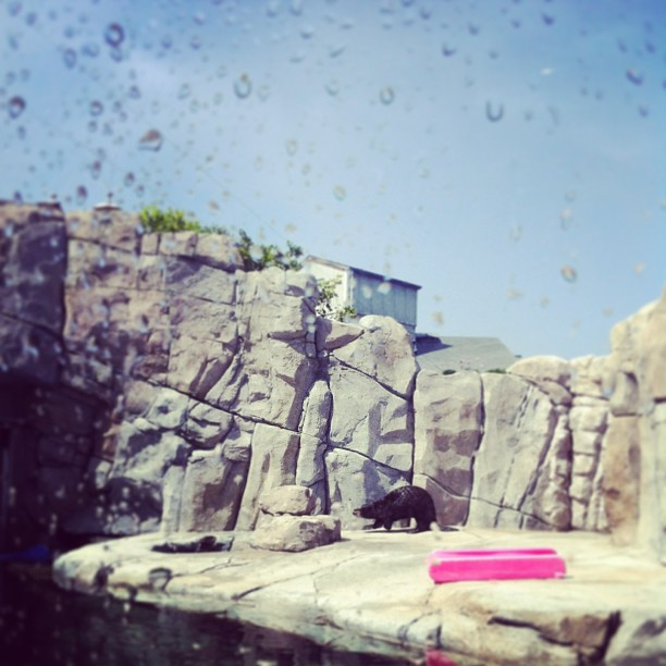 Meet the Otters
