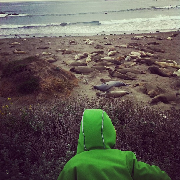 See-Elefanten (direkt neben dem Highway und alle lebendig)