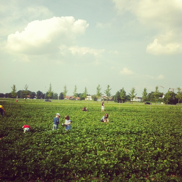 Das Bild zur Google-Suche "Erdbeer Cocktail Wodka"