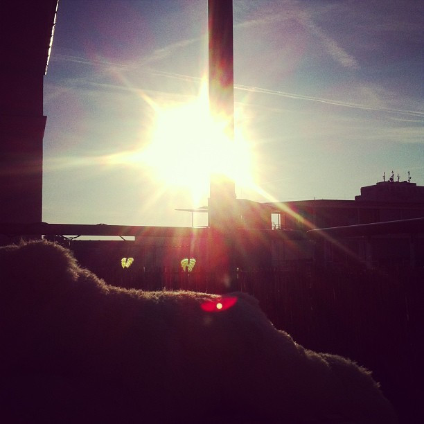 Moin, kleiner Eisb&auml;r