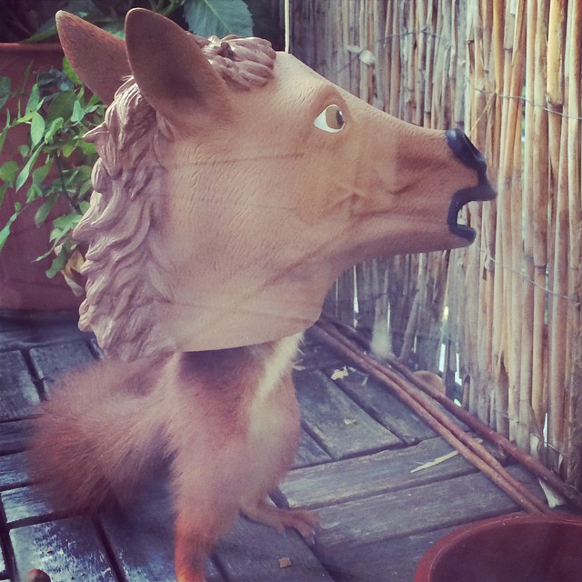 Pferdh&ouml;rnchen (Bild by @br1b1e )