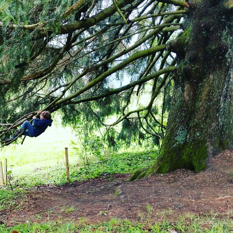 Da h&auml;ngt was am Baum