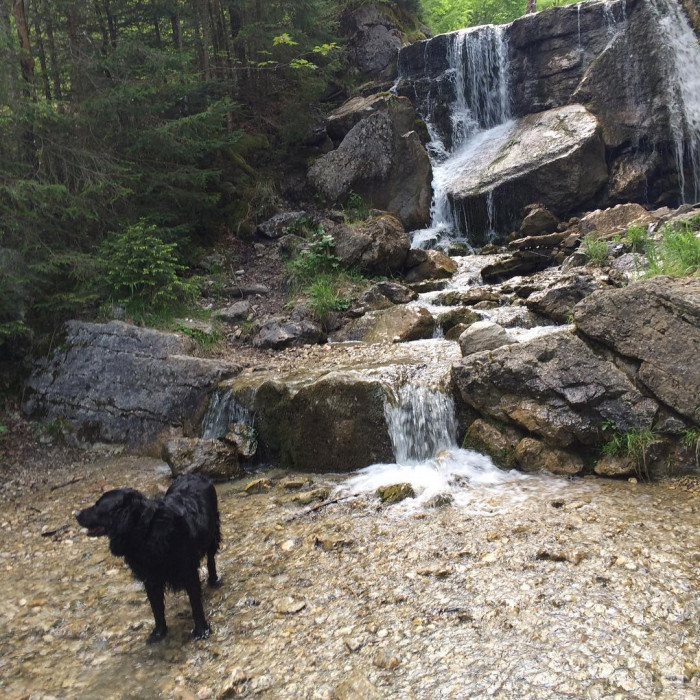 Schnell noch das Fell waschen, bevor die sechs Irren ihre nackten Stinkef&uuml;&szlig;e reinh&auml;ngen.