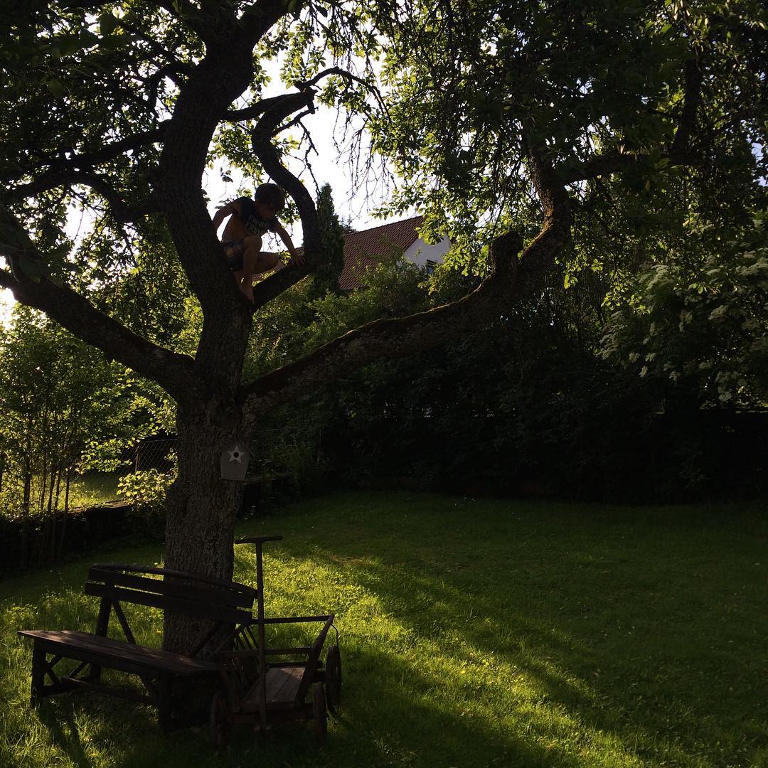Erst mal auf den Baum