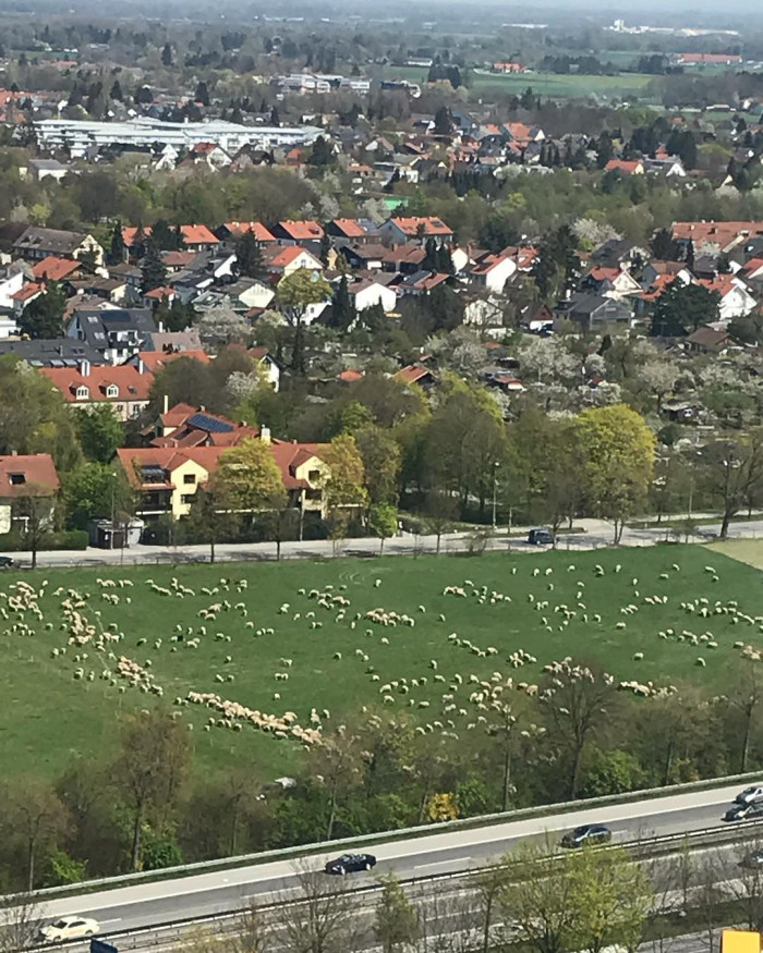 Lauter kleine, lebende Wollkn&auml;uel
