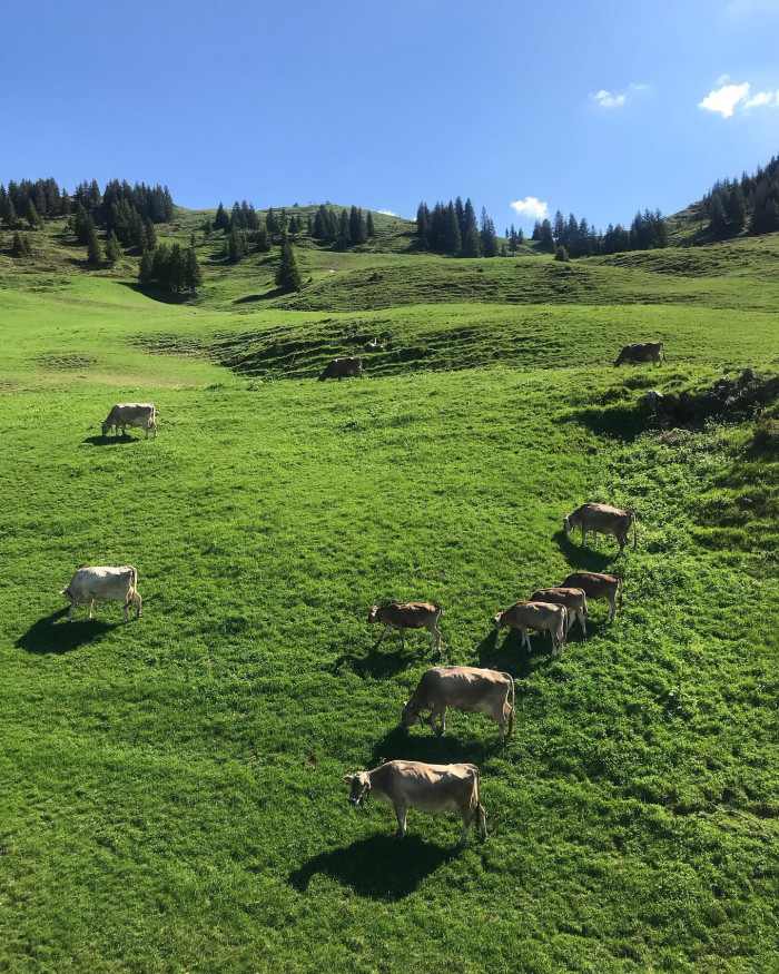 In Dam&uuml;ls fahren wir mit dem Uga-Sesselllift nach oben und sehen erst mal K&uuml;he auf gr&uuml;ner Wiese. Weg