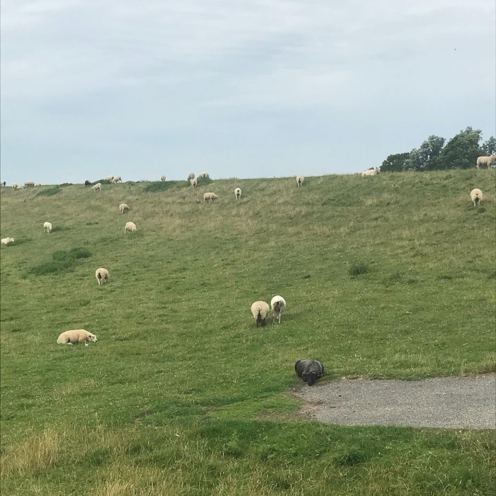 Tag 5: Von B&uuml;sum nach T&ouml;nning.  Windstill zuerst 20 Kilometer an der K&uuml;ste entlang. Ein andersfarbig