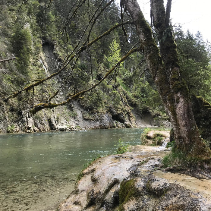 Es geht durch die Ammerschlucht &uuml;ber die Schleierf&auml;lle zur Soyerm&uuml;hle und auf der anderen Flussseite