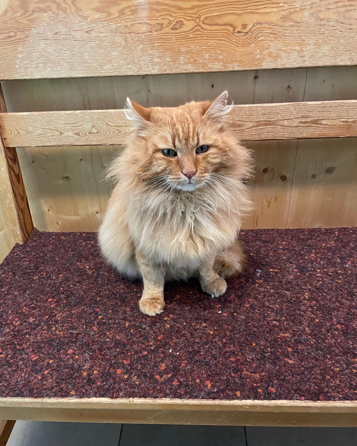 Hi, ich bin die Hauskatze vom Rotwandhaus.